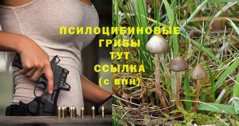 как найти закладки  Байкальск  Галлюциногенные грибы Cubensis 